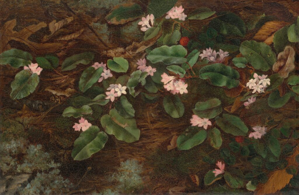 Trailing Arbutus is a painting of said plant by Fidelia Bridges. It shows small pink flowers and large green leaves against a brown forest floor.